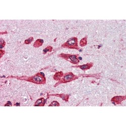 Monoamine Oxidase B (MAOB) Antibody