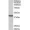 Acetyl Coenzyme A Acetyltransferase 1 (ACAT1) Antibody