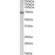 abx431062 (0.3 µg/ml) staining of Mouse fetal Brain lysate (35 µg protein in RIPA buffer). Detected by chemiluminescence.