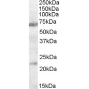 abx431066 (0.3 µg/ml) staining of Rat Brain lysate (35 µg protein in RIPA buffer). Primary incubation was 1 hour. Detected by chemiluminescence.