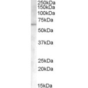 abx431071 (0.3 µg/ml) staining of Human Umbilical Cord lysate (35 µg protein in RIPA buffer). Primary incubation was 1 hour. Detected by chemiluminescence.