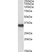 abx431073 (0.01 µg/ml) staining of Mouse Kidney lysate (35 µg protein in RIPA buffer). Primary incubation was 1 hour. Detected by chemiluminescence.