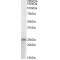 Pituitary Adenylate Cyclase-Activating Polypeptide / PACAP (ADCYAP1) Antibody