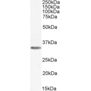 abx431079 (0.1 µg/ml) staining of HEK293 cell lysate (35 µg protein in RIPA buffer). Detected by chemiluminescence.