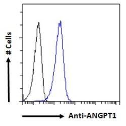 Angiopoietin-1 (ANGPT1) Antibody