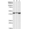 Fructose-Bisphosphate Aldolase A (ALDOA) Antibody