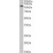 AP-2 Complex Subunit Alpha-1 (AP2A1) Antibody