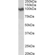 abx431103 (0.03 µg/ml) staining of Mouse Brain lysate (35 µg protein in RIPA buffer). Detected by chemiluminescence.