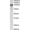 Amyloid beta peptide Antibody