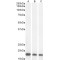 ARF1, 2, 3, 4 Antibody