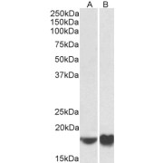 abx431106 (0.5 µg/ml) staining of NIH3T3 (A) and HeLa (B) lysates (35 µg protein in RIPA buffer). Detected by chemiluminescence.