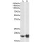 ADP-Ribosylation Factor 4 (ARF4) Antibody