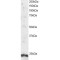 ADP Ribosylation Factor Like GTPase 4A (ARL4A) Antibody