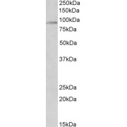 abx431110 (2 µg/ml) staining of HepG2 nuclear lysate (35 µg protein in RIPA buffer). Primary incubation was 1 hour. Detected by chemiluminescence.