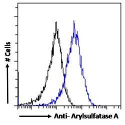 Arylsulfatase A (ARSA) Antibody