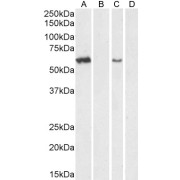 abx431112 (0.5 µg/ml) staining of Mouse Testis lysate (35 µg protein in RIPA buffer). Detected by chemiluminescence.