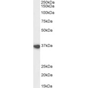 abx431115 (1 µg/ml) staining of Mouse Heart lysate (35µg protein in RIPA buffer). Detected by chemiluminescence.