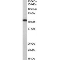 ATP Synthase Subunit Alpha, Mitochondrial (ATP5F1A) Antibody