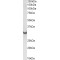 ATP Synthase Subunit Gamma, Mitochondrial (ATP5F1C) Antibody