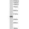 ATP Synthase Subunit Gamma, Mitochondrial (ATP5F1C) Antibody