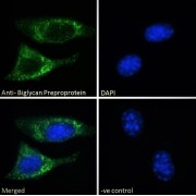 Immunofluorescence analysis of paraformaldehyde fixed NIH3T3 cells, permeabilized with 0.15% Triton. Primary incubation 1hr (10 µg/ml) followed by AF488 secondary antibody (2 µg/ml), showing Golgi staining. The nuclear stain is DAPI (blue). Negative control: Unimmunized goat IgG (10 µg/ml) followed by AF488 secondary antibody (2 µg/ml).