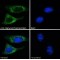 Biglycan Preproprotein Antibody