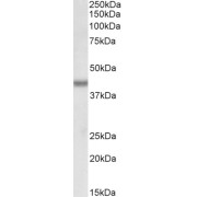 abx431126 (0.1 µg/ml) staining of K562 nuclear lysate (35 µg protein in RIPA buffer). Primary incubation was 1 hour. Detected by chemiluminescence.