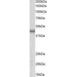 Polycomb Complex Protein BMI-1 (BMI1) Antibody