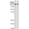 Bone Morphogenetic Protein 1 (BMP1) Antibody