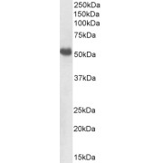 abx431128 (1 µg/ml) staining of Pig Kidney lysate (35 µg protein in RIPA buffer). Primary incubation was 1 hour. Detected by chemiluminescence.