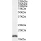 PBR Antibody