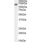 abx431130 (0.03 µg/ml) staining of Human Brain (Cerebellum) lysate (35 µg protein in RIPA buffer). Primary incubation was 1 hour. Detected by chemiluminescence.