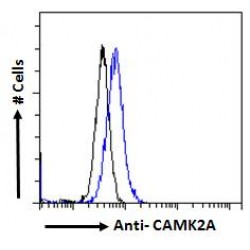 Calcium/Calmodulin Dependent Protein Kinase II Alpha (CAMK2A) Antibody