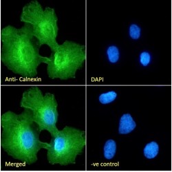 Calnexin (CANX) Antibody