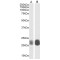 Caveolin 1 (CAV1) Antibody