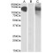 Cadherin 11 (CDH11) Antibody