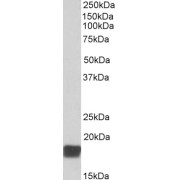 abx431161 (0.01 µg/ml) staining of Mouse Testis lysate (35 µg protein in RIPA buffer). Detected by chemiluminescence.