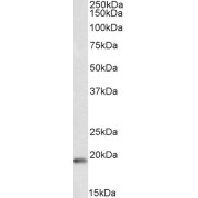 Western blot analysis of Rat Testis lysate (35 µg protein in RIPA buffer) using biotin-conjugated CIRBP Antibody (1 µg/ml, 1 hour). Detected by chemiluminescence, using streptavidin-HRP and using NAP blocker as a substitute for skimmed milk.