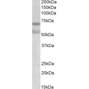 abx431172 (0.3 µg/ml) staining of Rat Brain lysate (35 µg protein in RIPA buffer). Primary incubation was 1 hour. Detected by chemiluminescence.