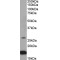 Ciliary Neurotrophic Factor (CNTF) Antibody