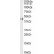 Ciliary Neurotrophic Factor Receptor Subunit Alpha (CNTFR) Antibody