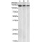 Contactin 1 (CNTN1) Antibody