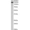 Contactin 1 (CNTN1) Antibody