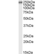 abx431179 (0.5 µg/ml) staining of Rat Testis lysate (35 µg protein in RIPA buffer). Primary incubation was 1 hour. Detected by chemiluminescence.