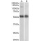 Coatomer Subunit Alpha (COPA) Antibody