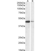 abx431182 (0.1 µg/ml) staining of Jurkat (A) and NIH3T3 (B) nuclear lysates (35 µg protein in RIPA buffer). Primary incubation was 1 hour. Detected by chemiluminescence.