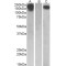 Macrophage Colony-Stimulating Factor 1 Receptor (CSF1R) Antibody