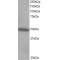 Tyrosine-Protein Kinase CSK (CSK) Antibody