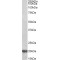 DnaJ Heat Shock Protein Family (Hsp40) Member C5 (Dnajc5) Antibody