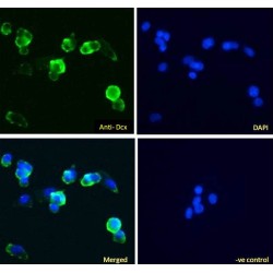 Doublecortin (DCX) Antibody